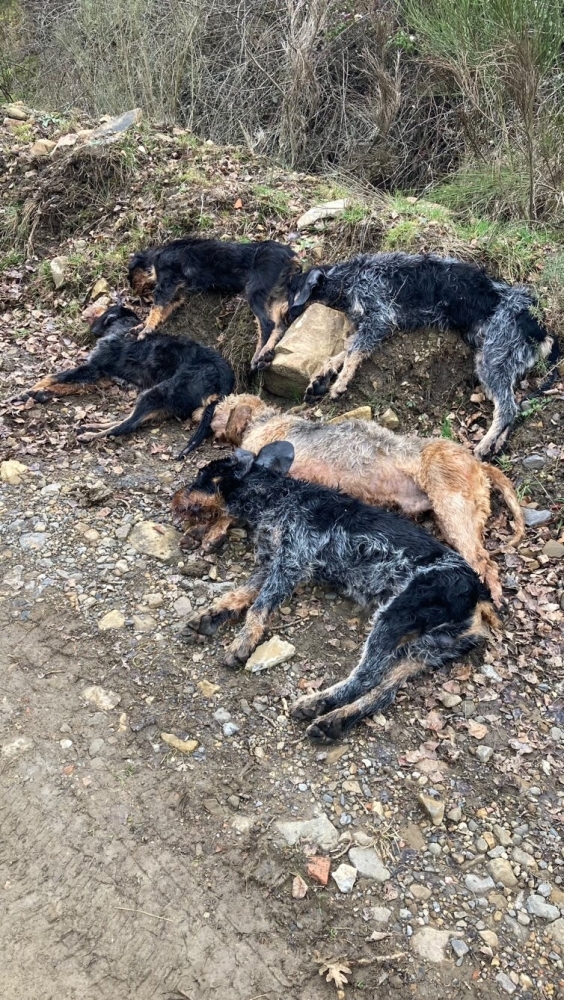 perros