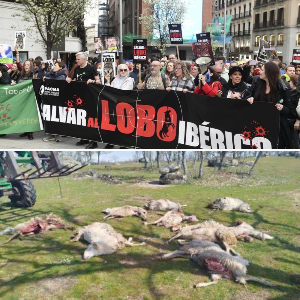 manifestacion lobos