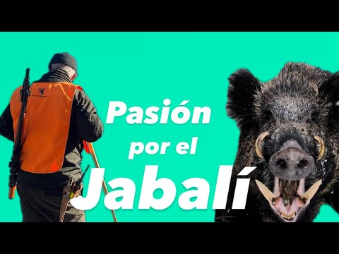pasión por el jabalí