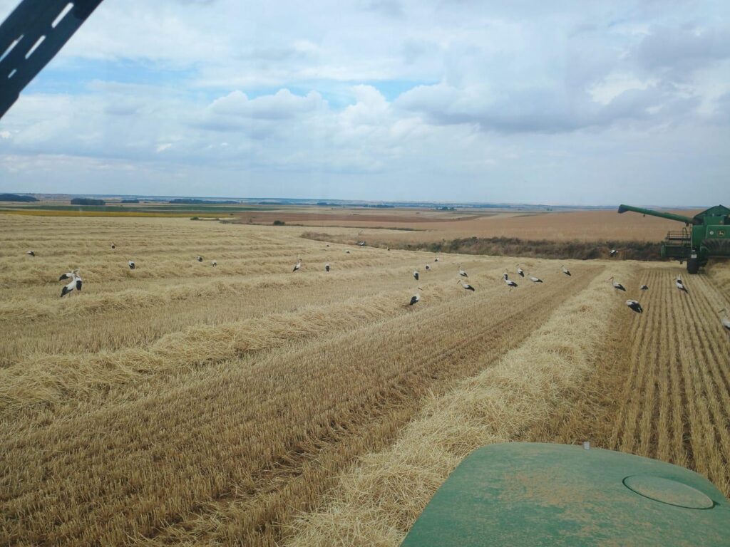 campo