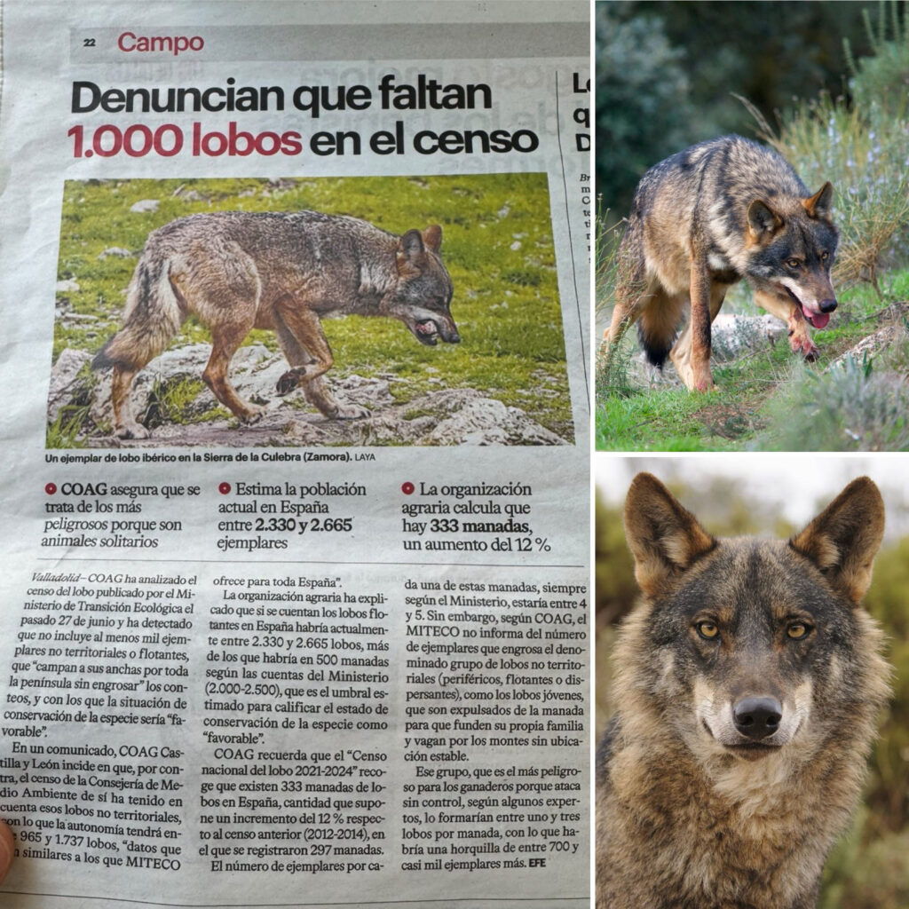 noticia lobos